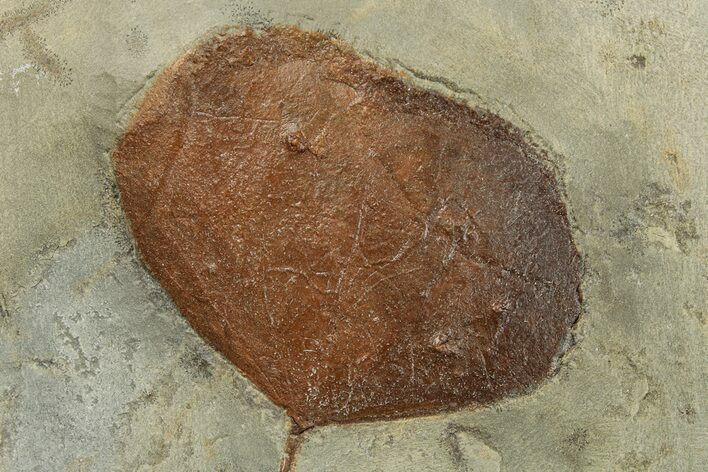 Fossil Leaf (Zizyphoides) - Montana #270218